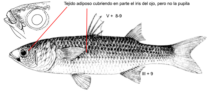 Liza carinata_01.jpg